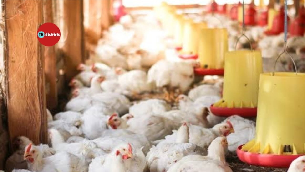 bird flu in chennai chicken